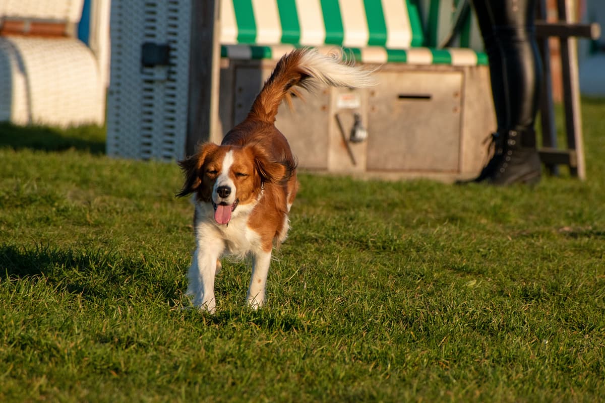 Kooikerhondje with family
