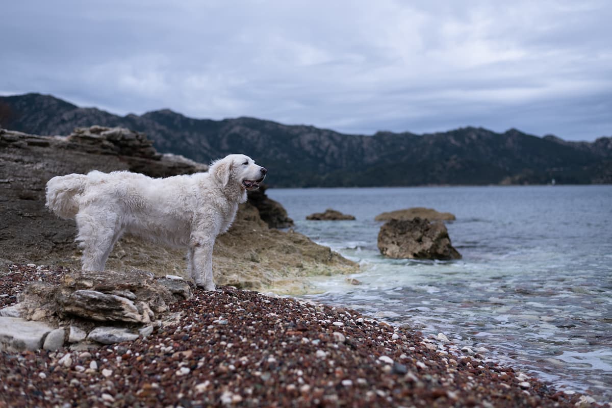 Kuvasz