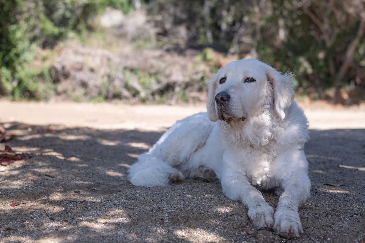 Kuvasz playing