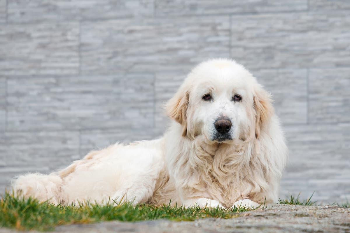 Kuvasz with family