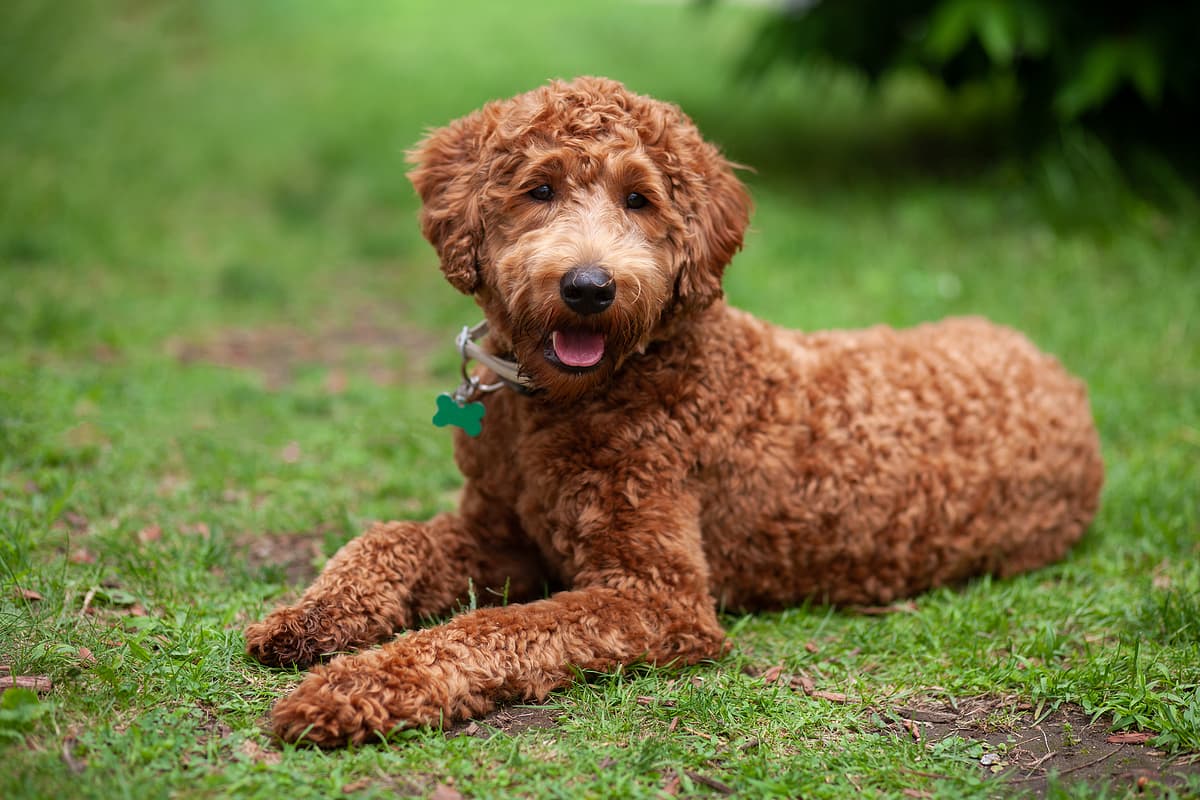 Labradoodle playing