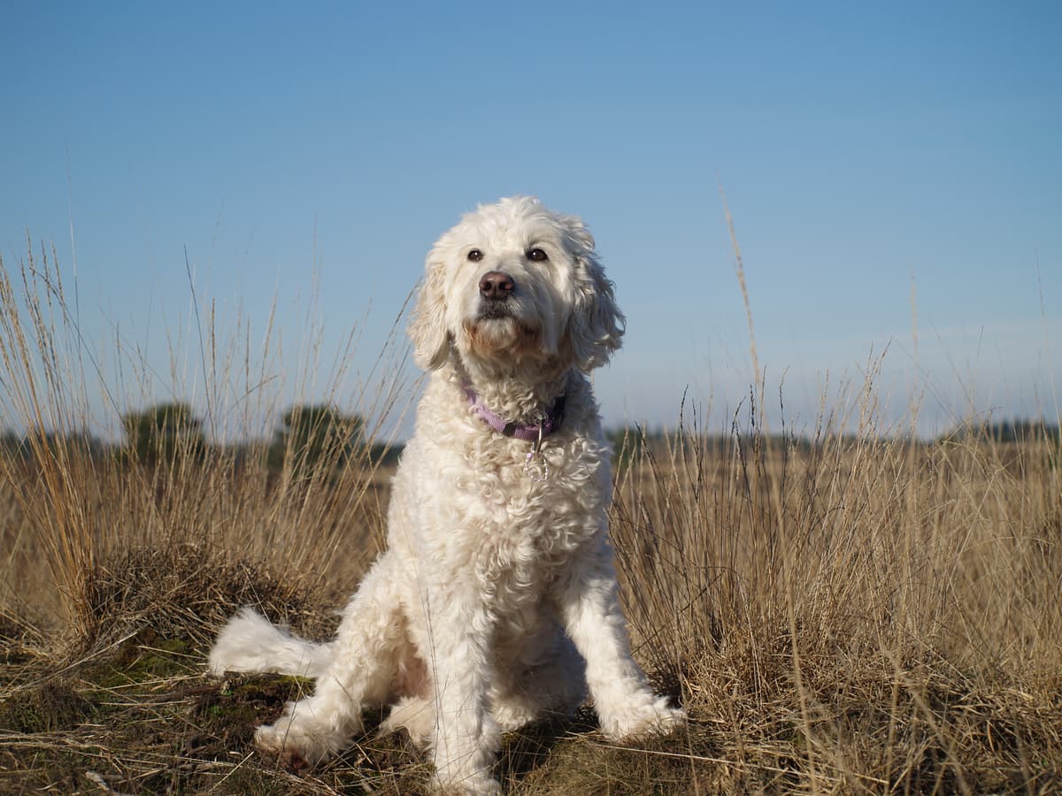 Labradoodle