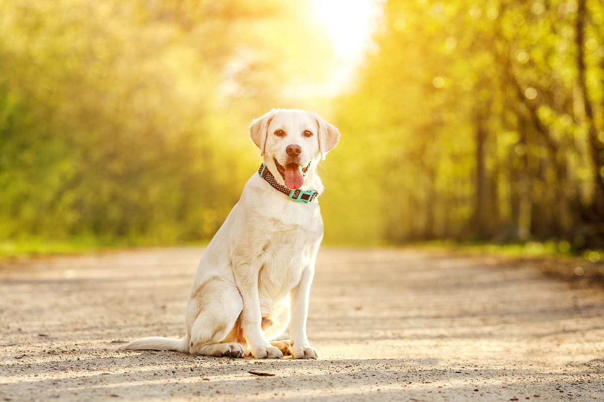Labrador Retriever playing