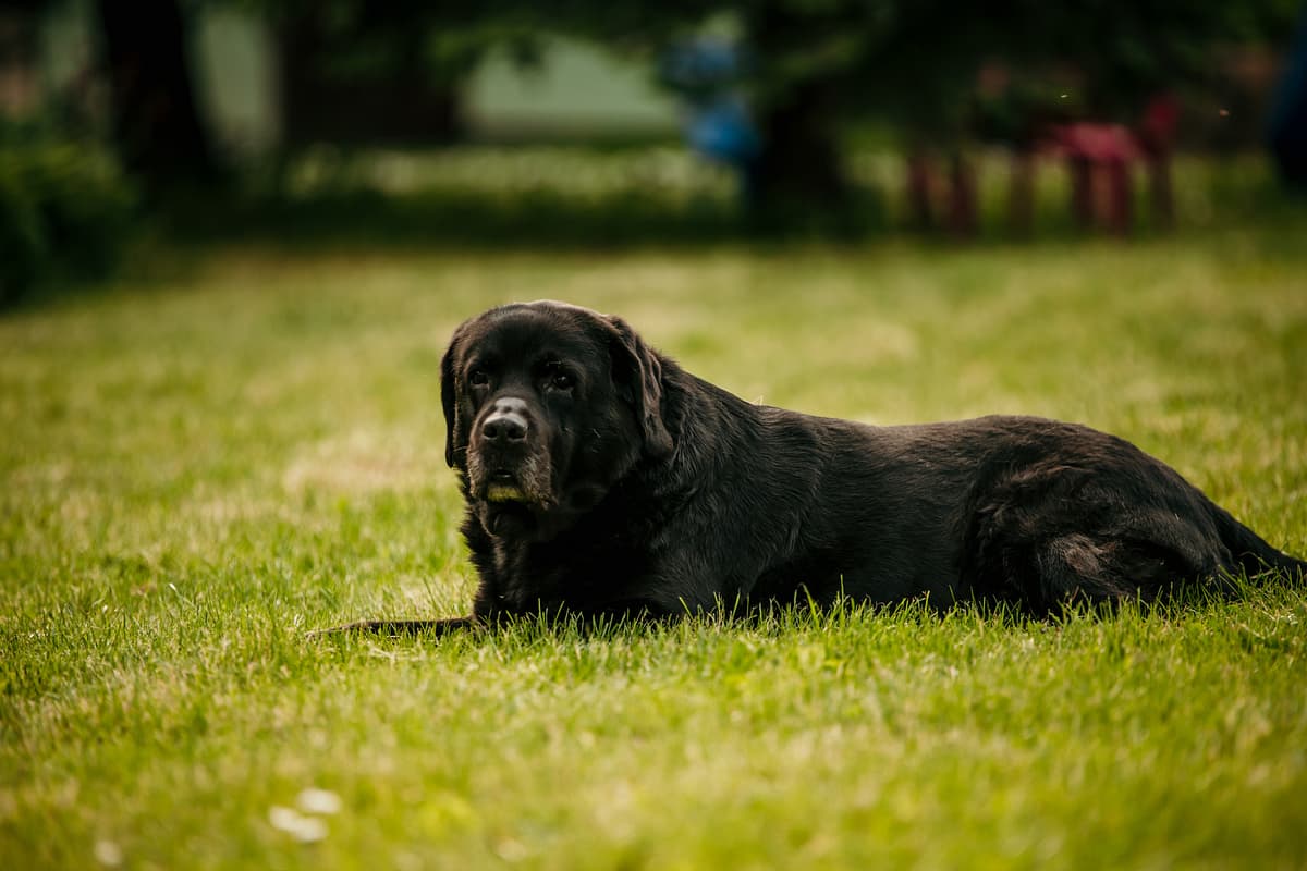 Labrador Retriever with family