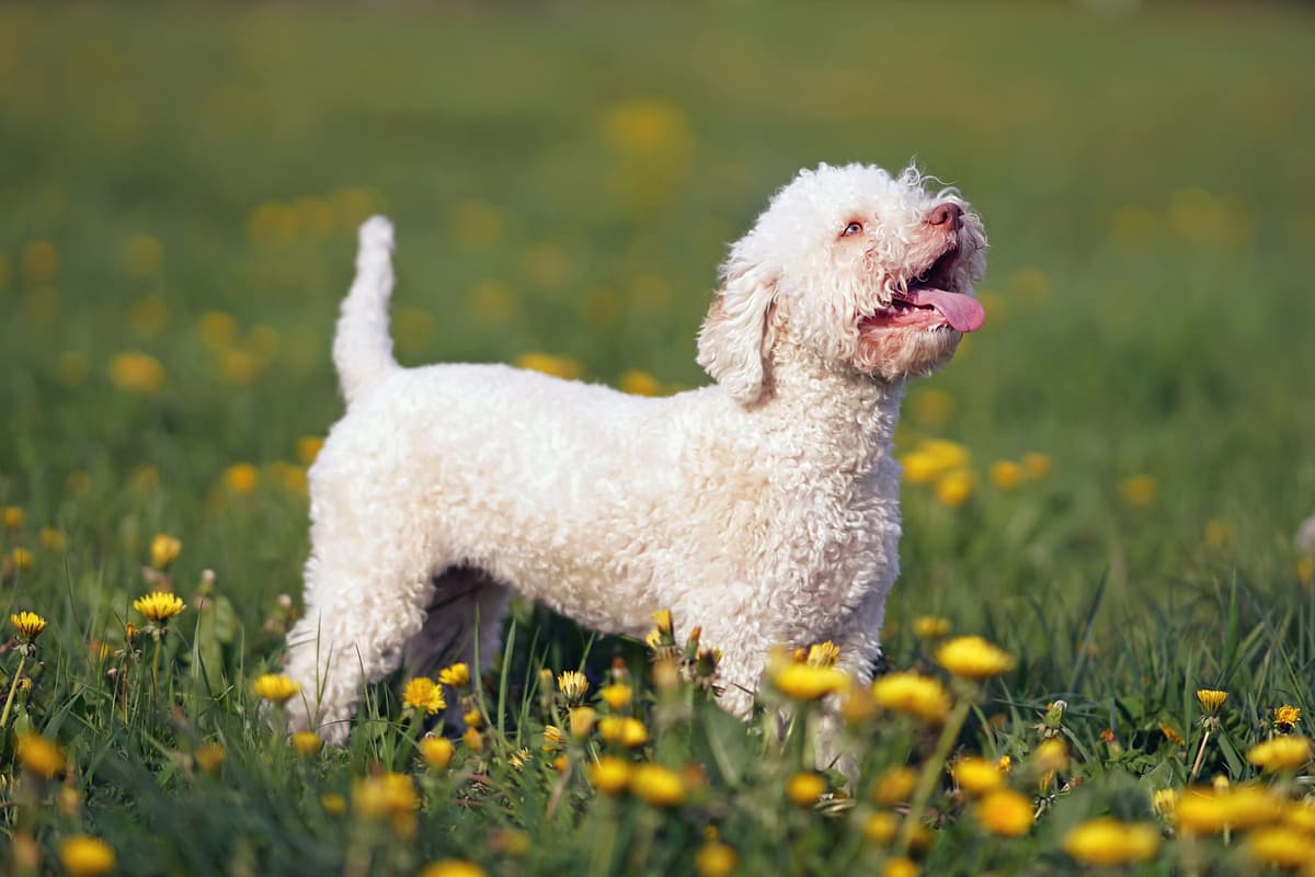 Lagotto Romagnolo