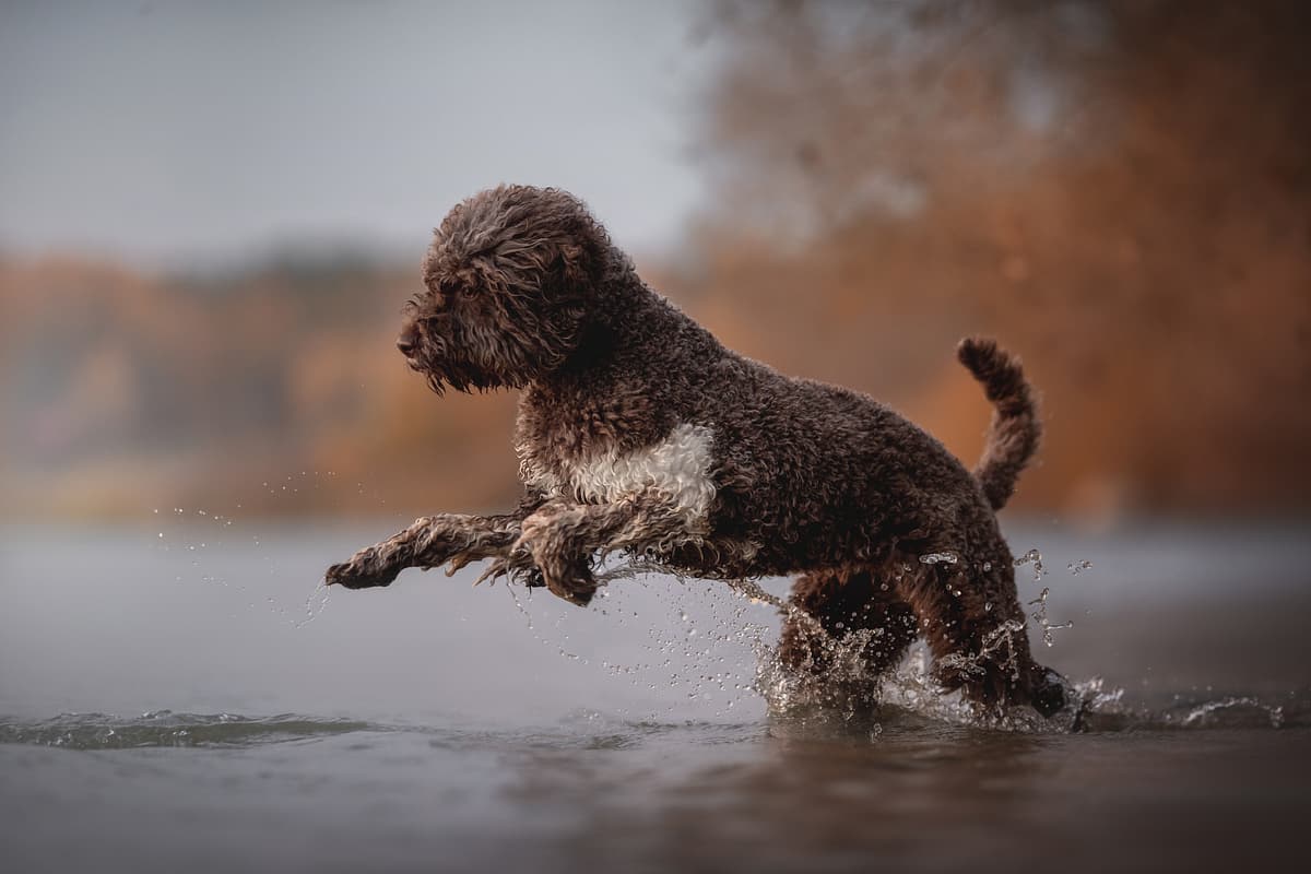Lagotto Romagnolo playing