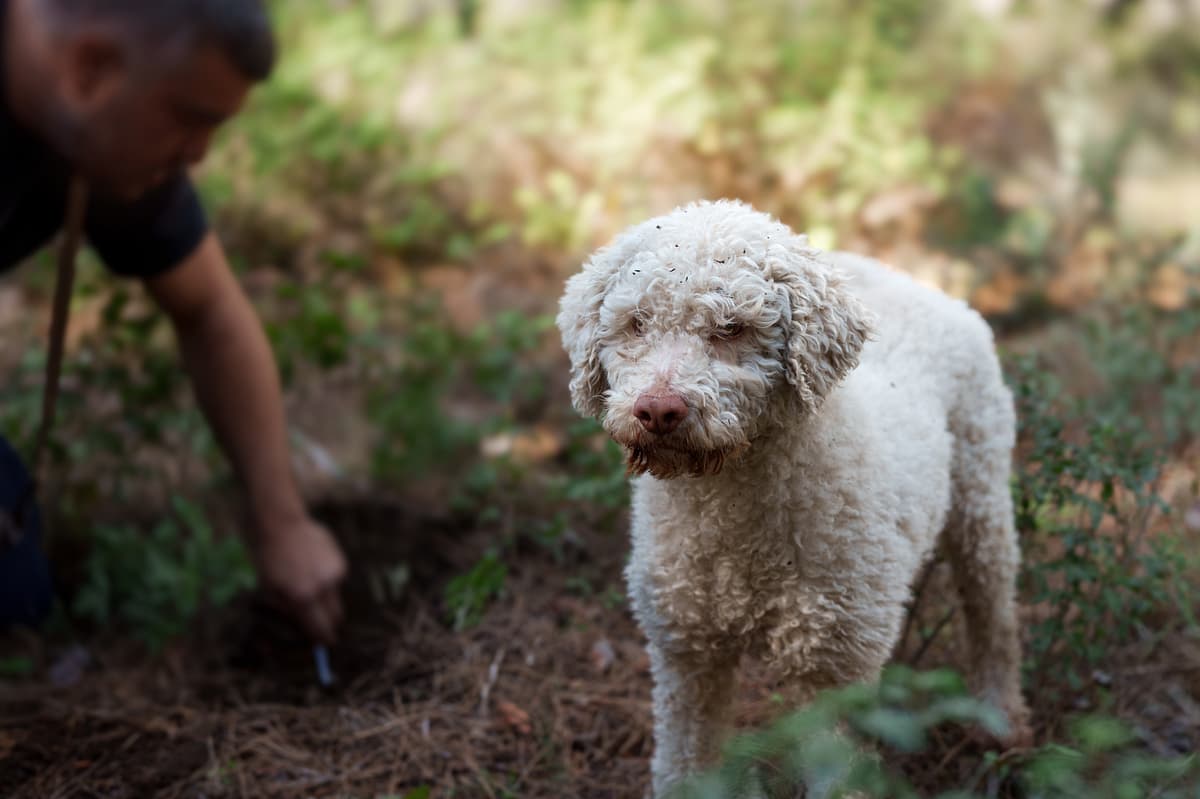 Lagotto Romagnolo with family