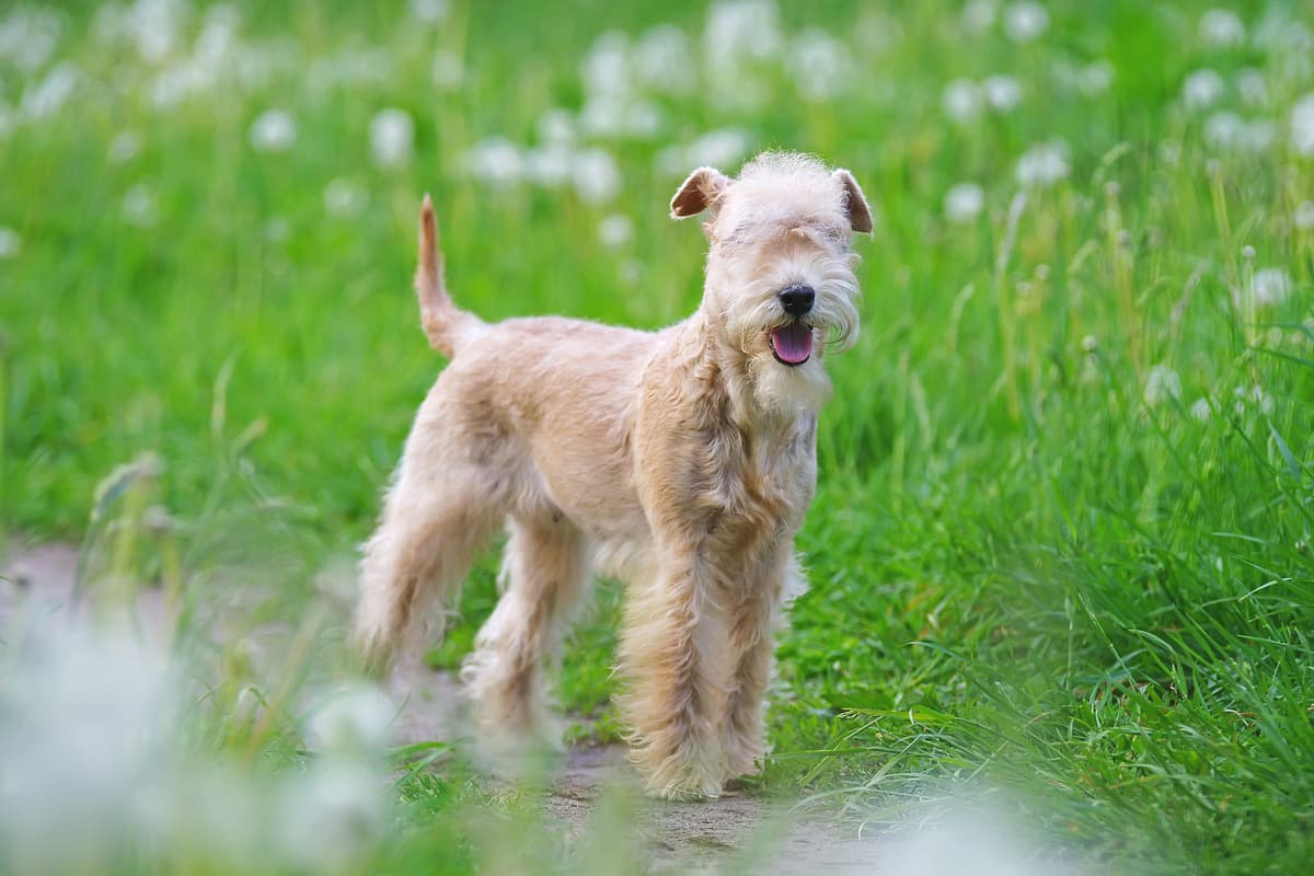 Lakeland Terrier