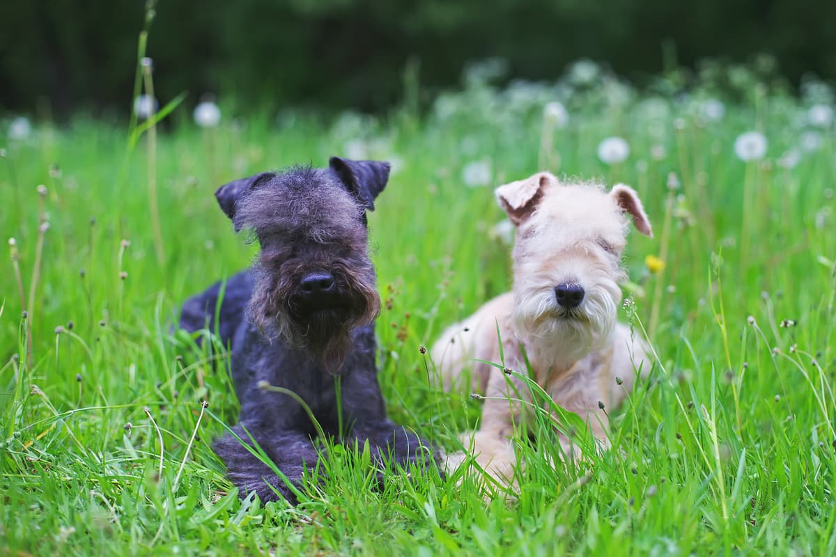 Lakeland Terrier with family