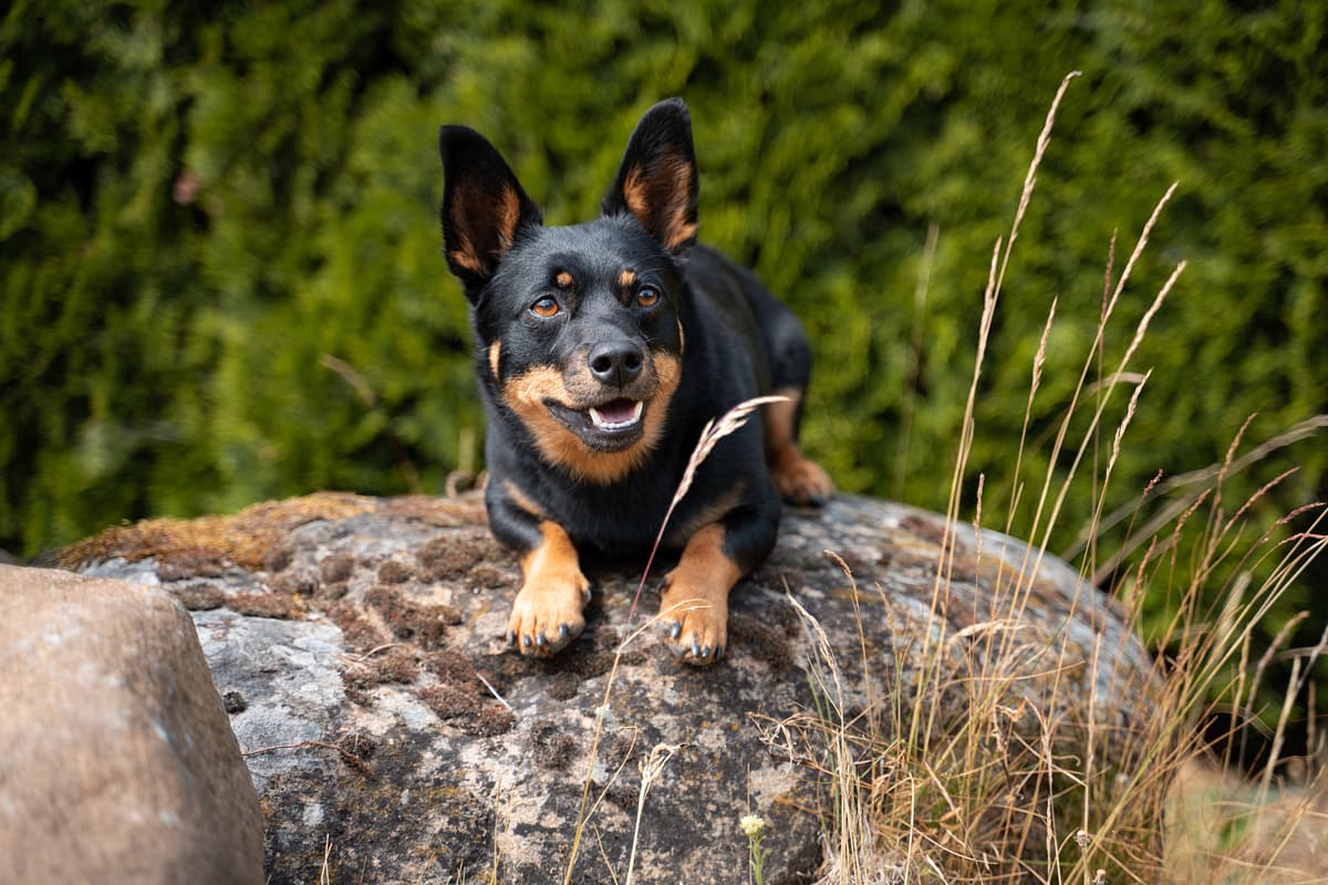 Lancashire Heeler