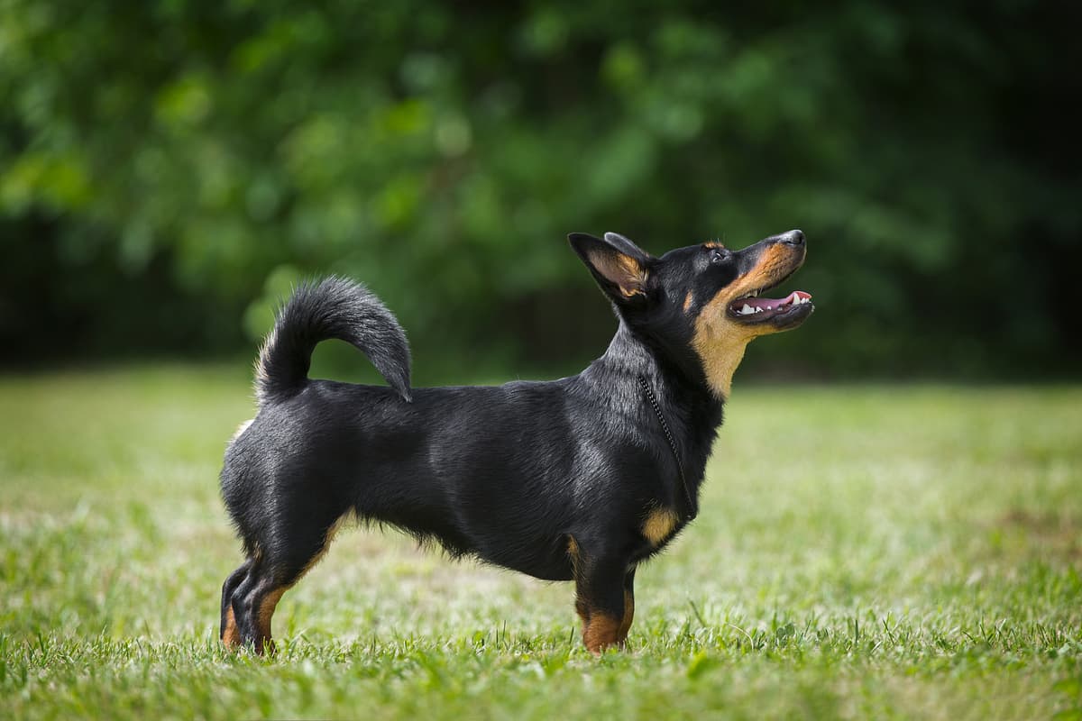 Lancashire Heeler playing
