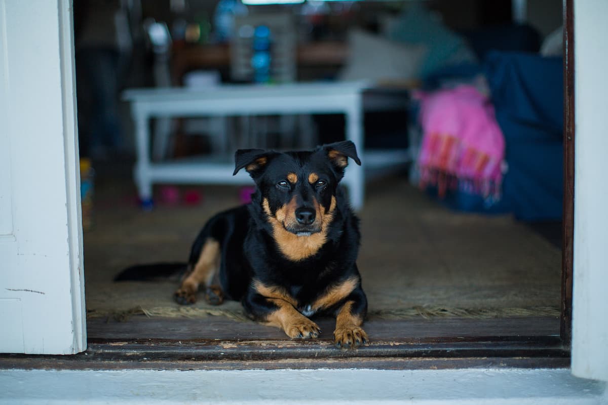 Lancashire Heeler with family