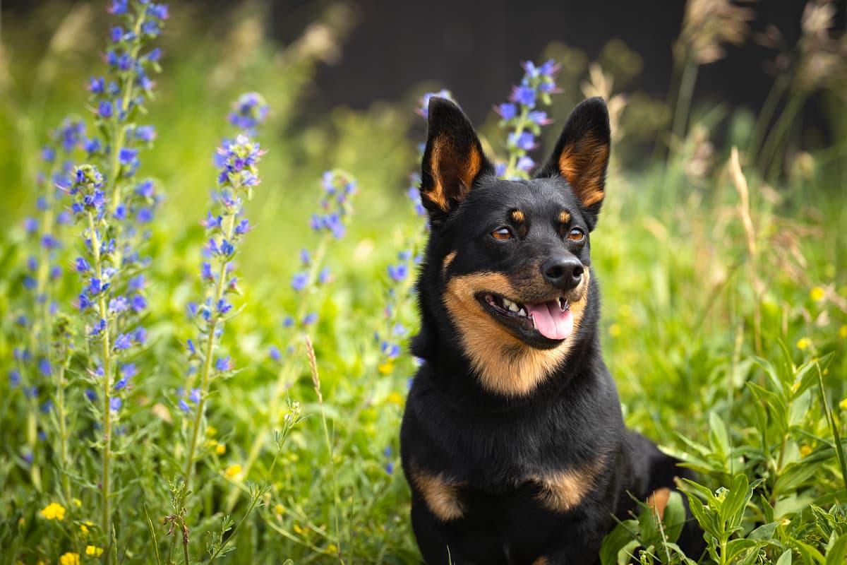 Lancashire Heeler