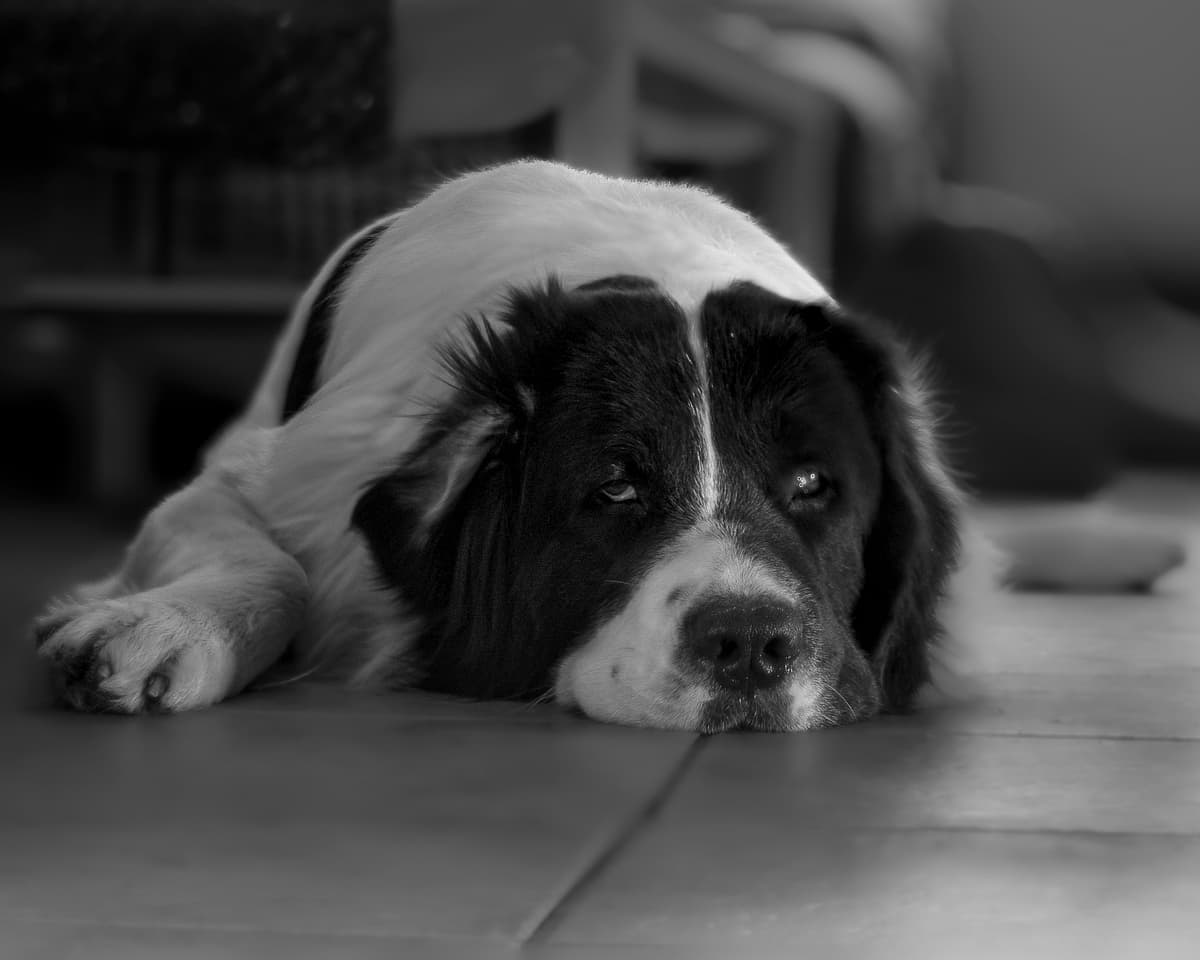 Landseer (ECT)
