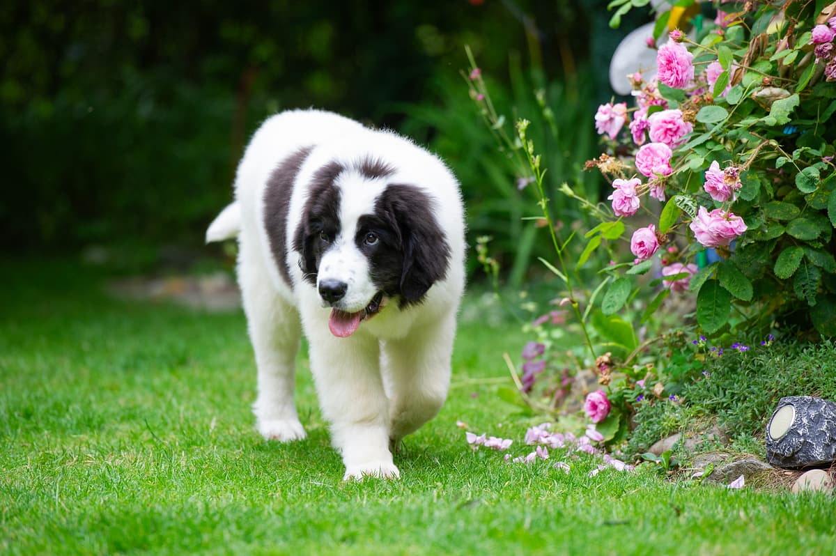 Landseer playing