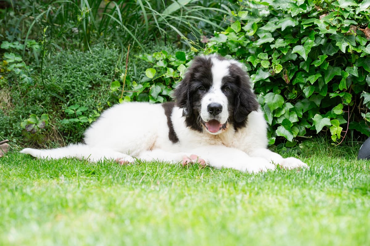 Landseer with family