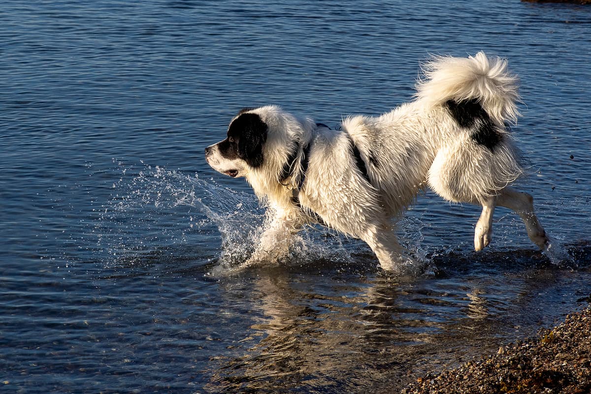 Landseer