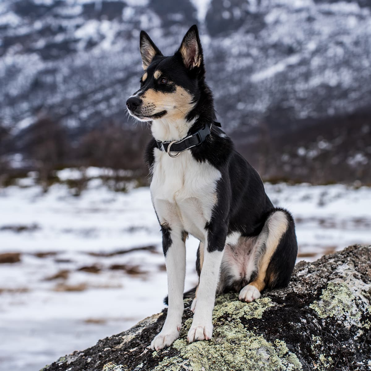 Lapponian Herder