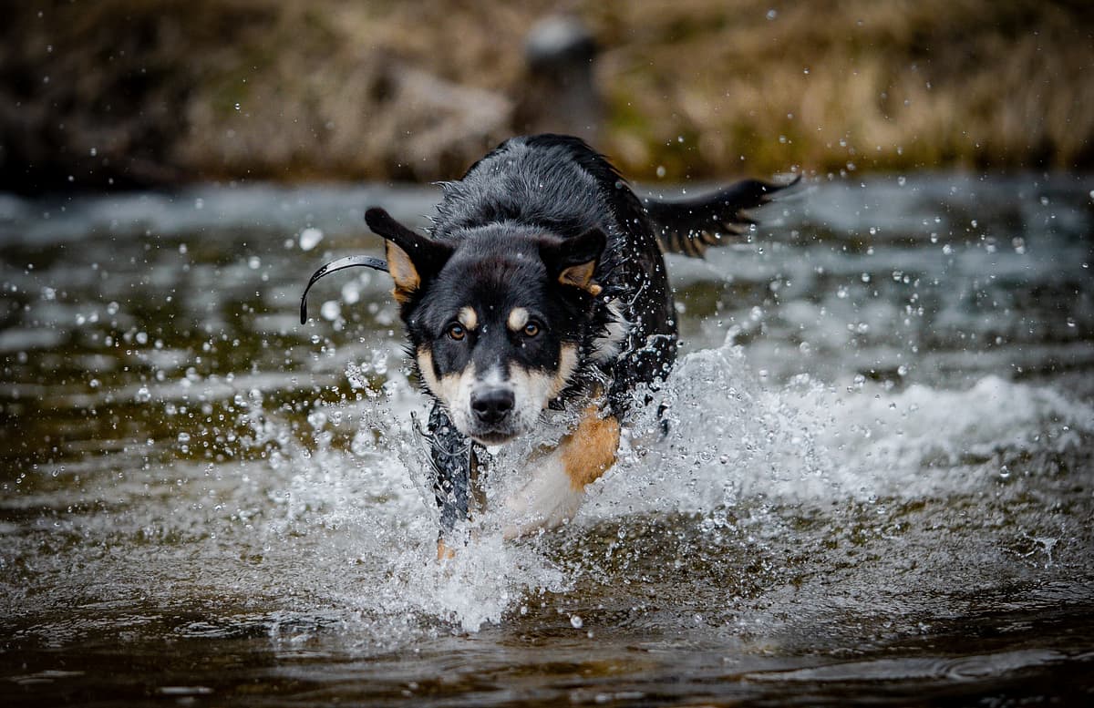 Lapponian Herder playing