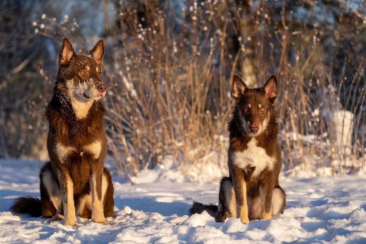Lapponian Herder