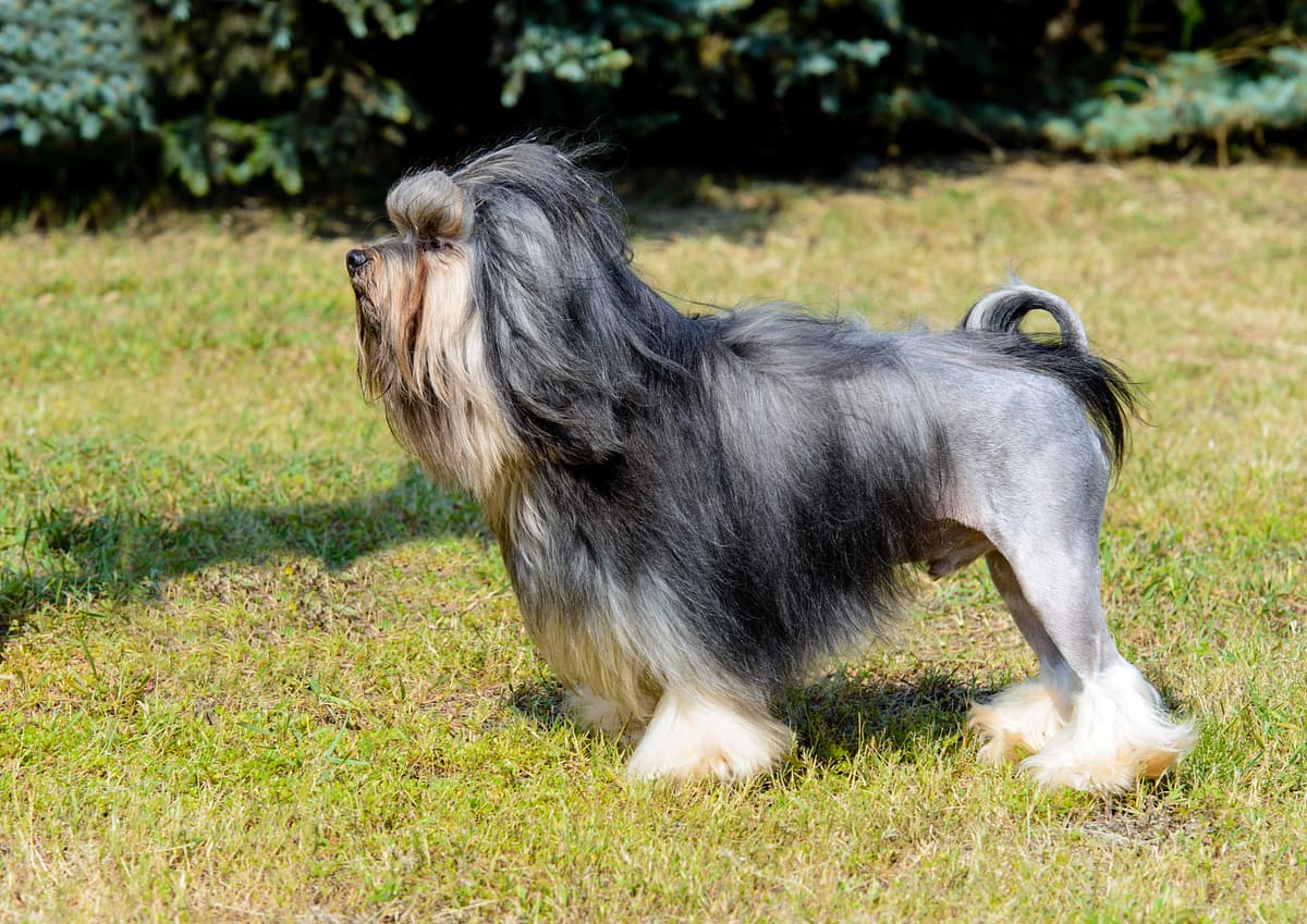 Leeuwhondje