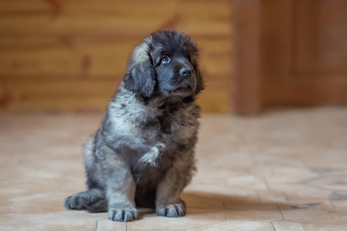 Leonberger playing