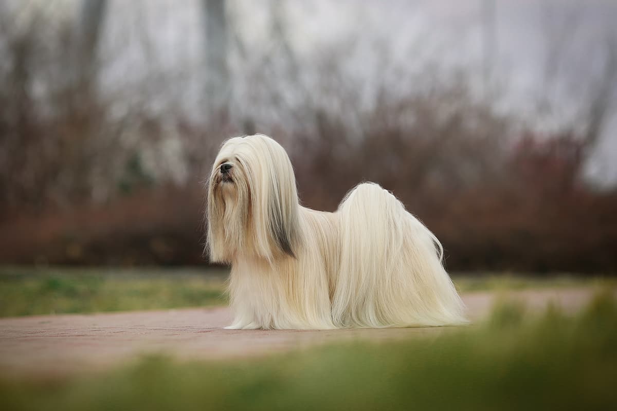 Lhasa Apso with family