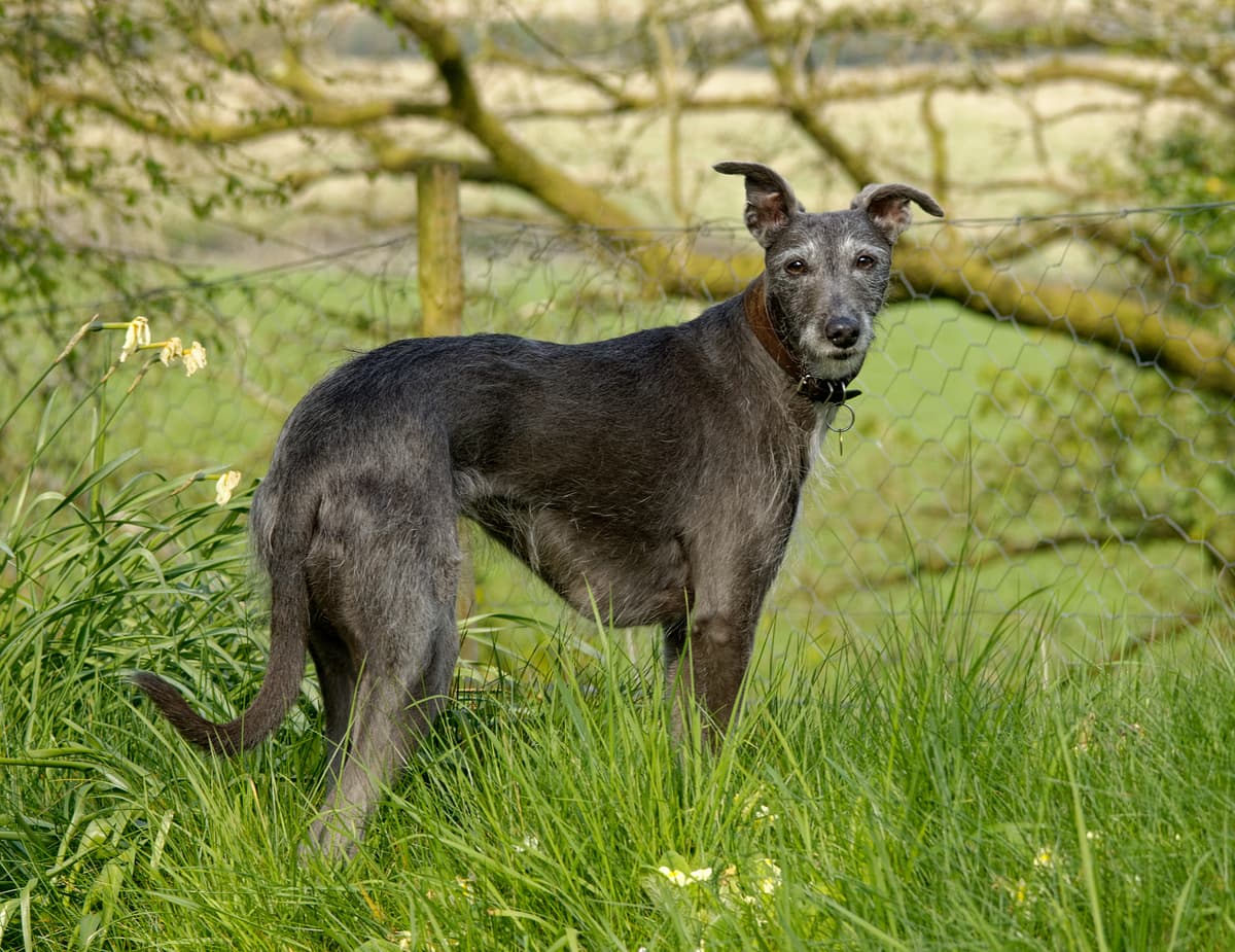 Lurcher playing