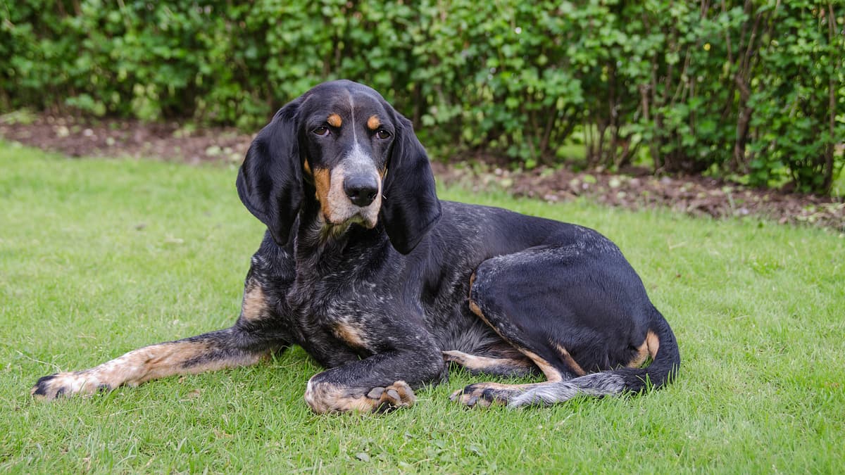 Lucerne Hound