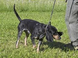 Lucerne Hound