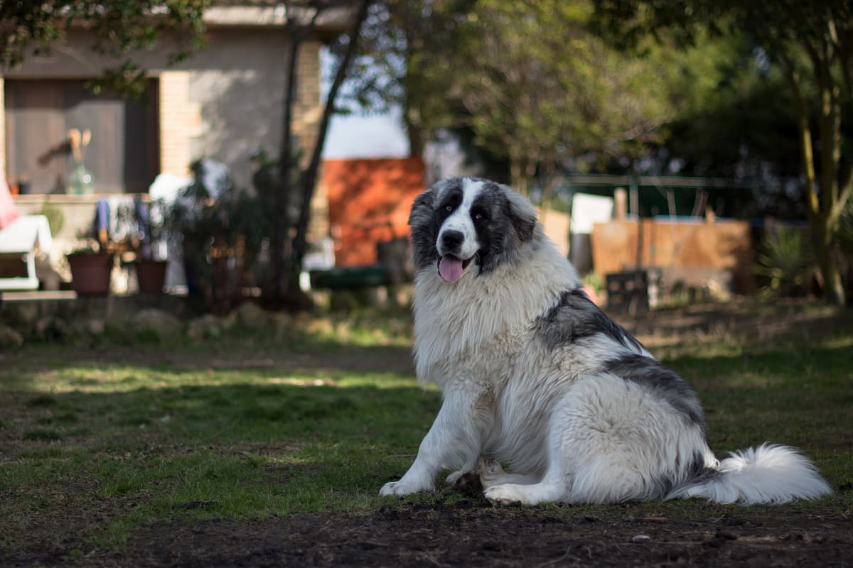 Mastin de los Pirineos
