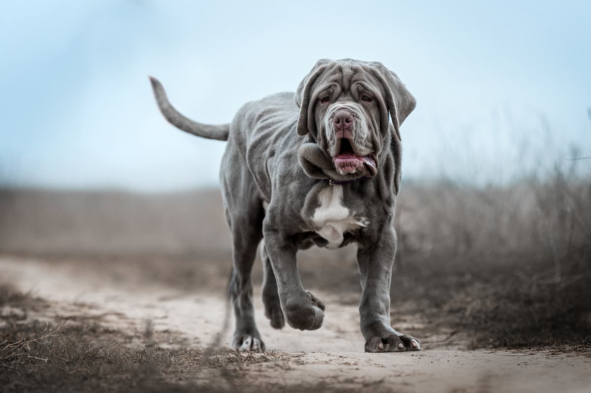 Mastino Napoletano