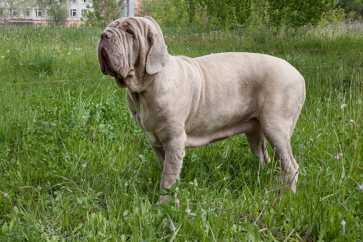Mastino Napoletano playing