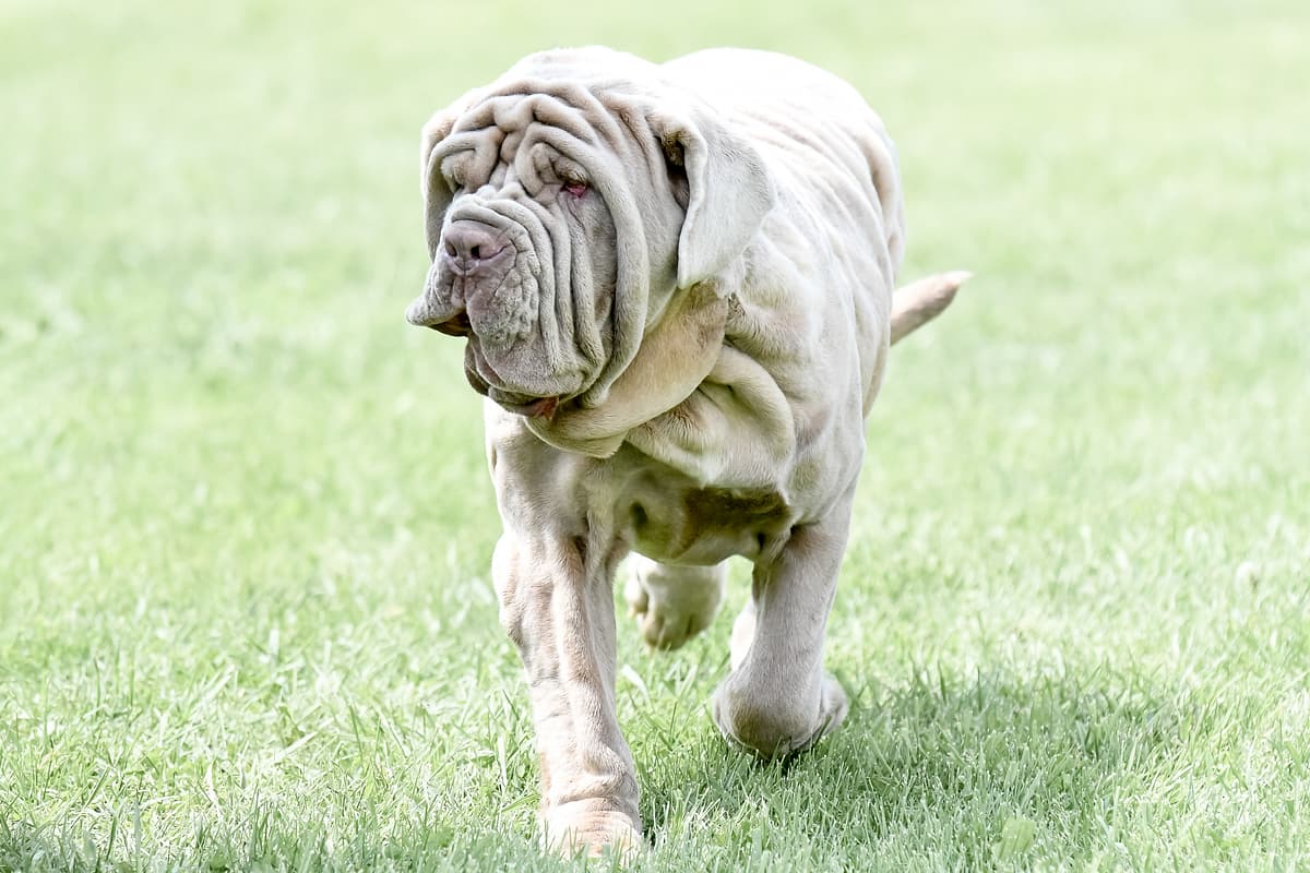 Mastino Napoletano with family