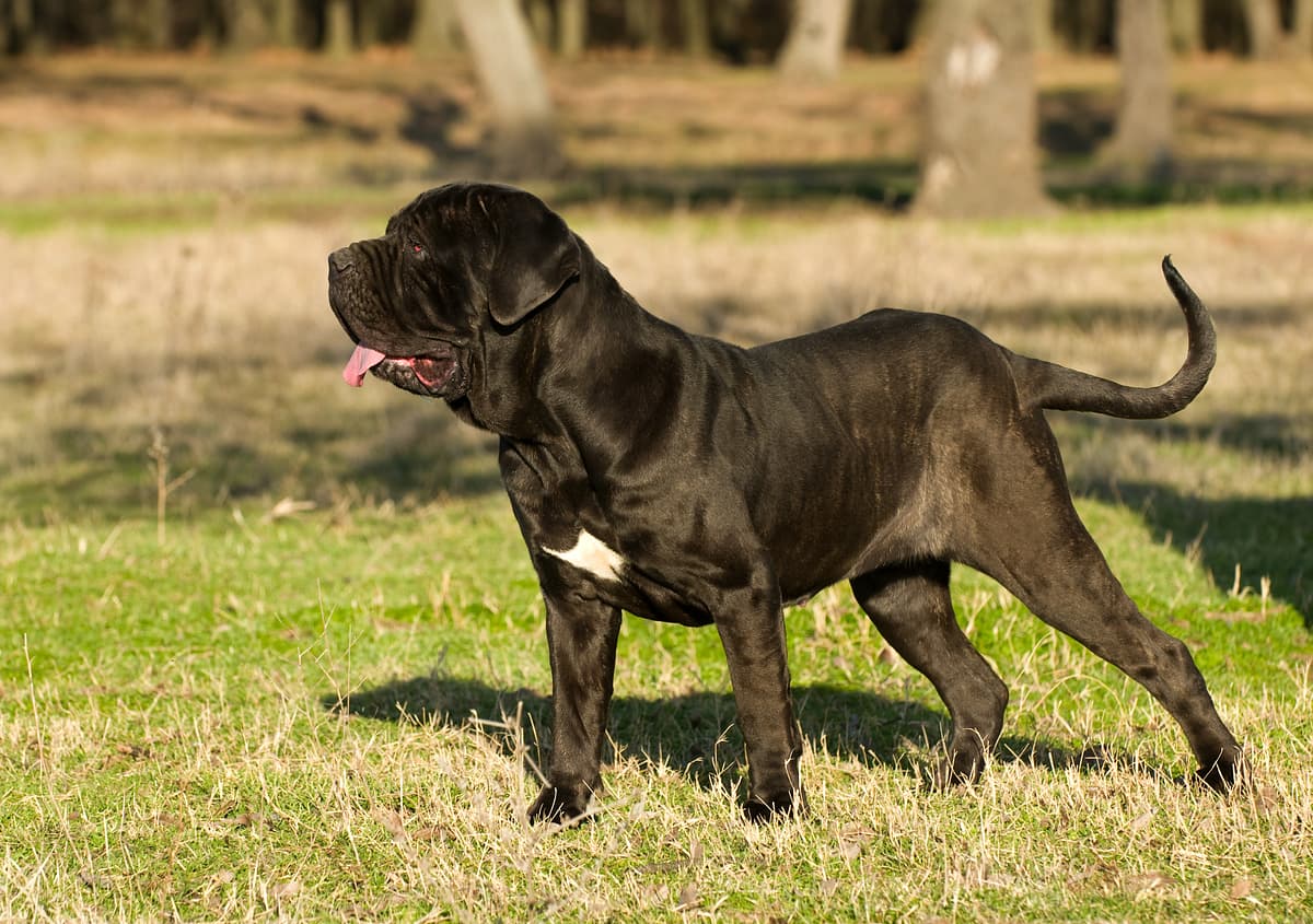 Mastino Napoletano