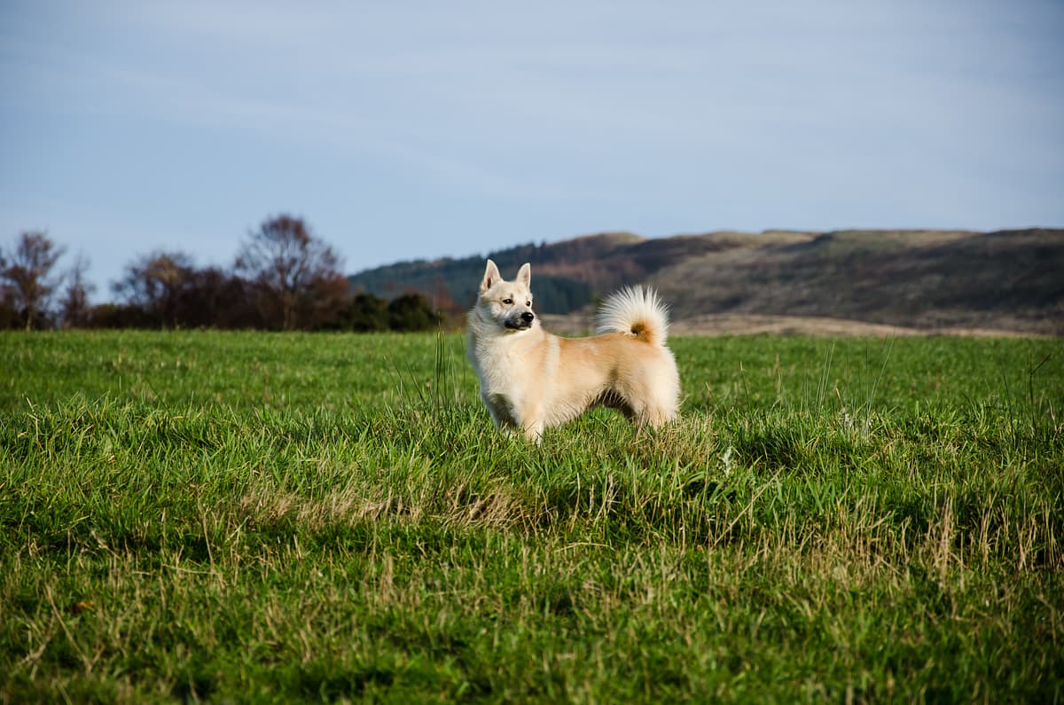 Norwegian Buhund playing