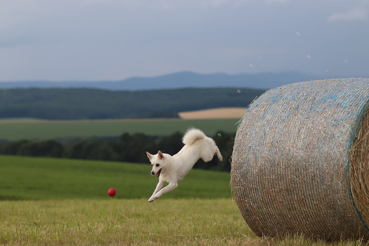 Norwegian Buhund with family