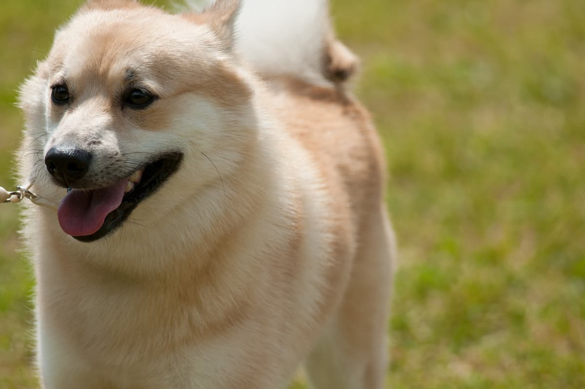 Norwegian Buhund
