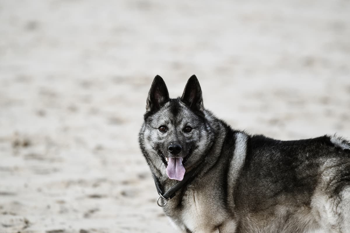 Noorse Elandhond
