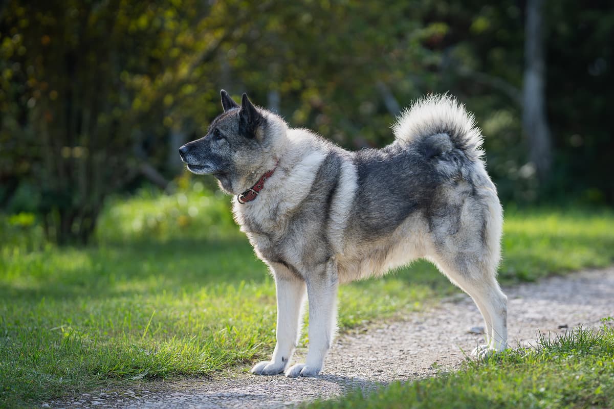 Noorse Elandhond with family