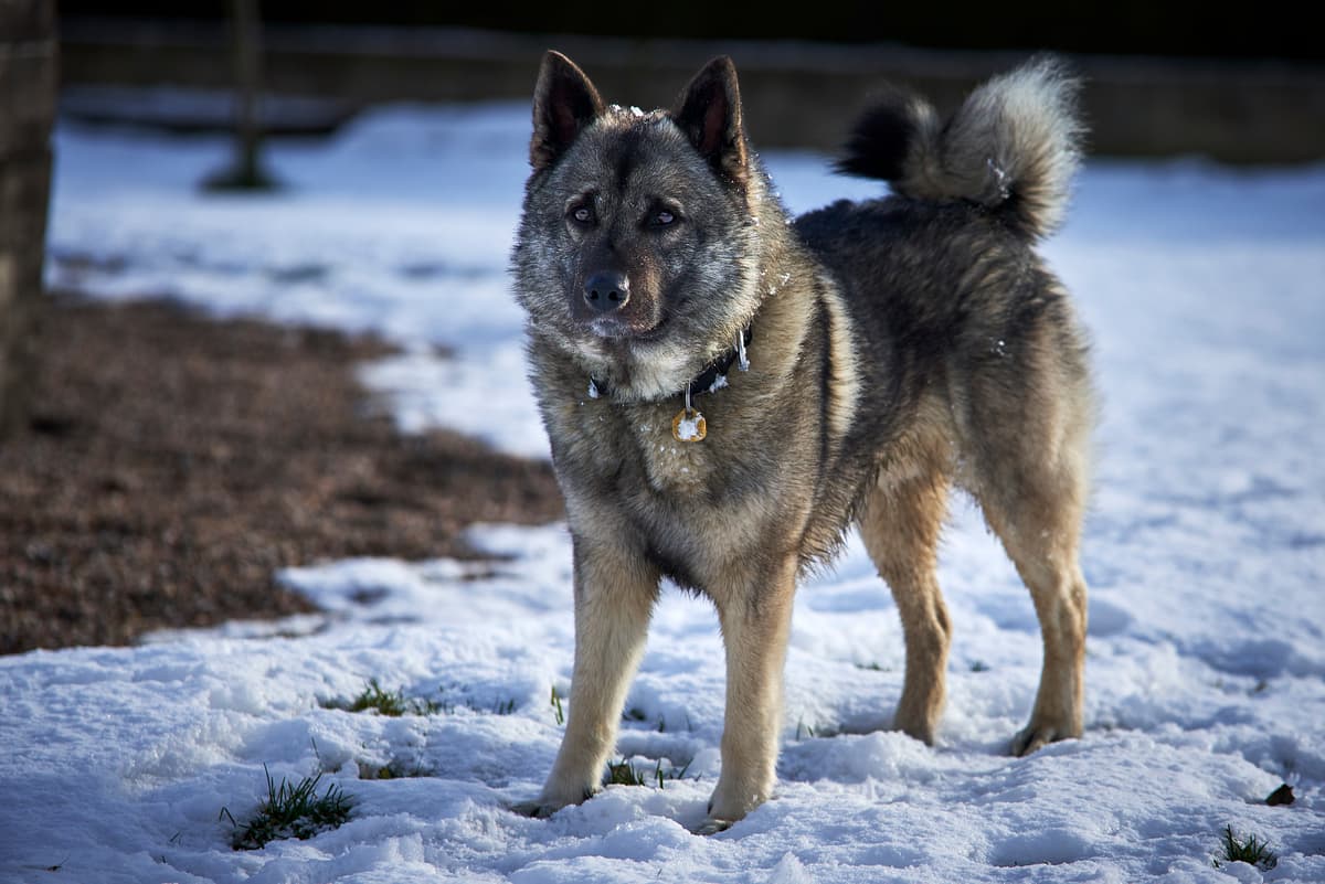 Noorse Elandhond