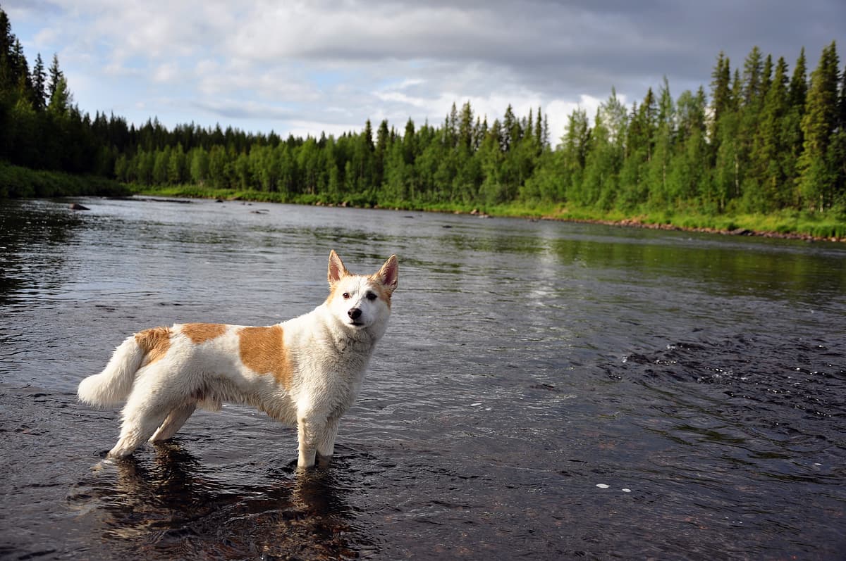 Norbottenspets with family