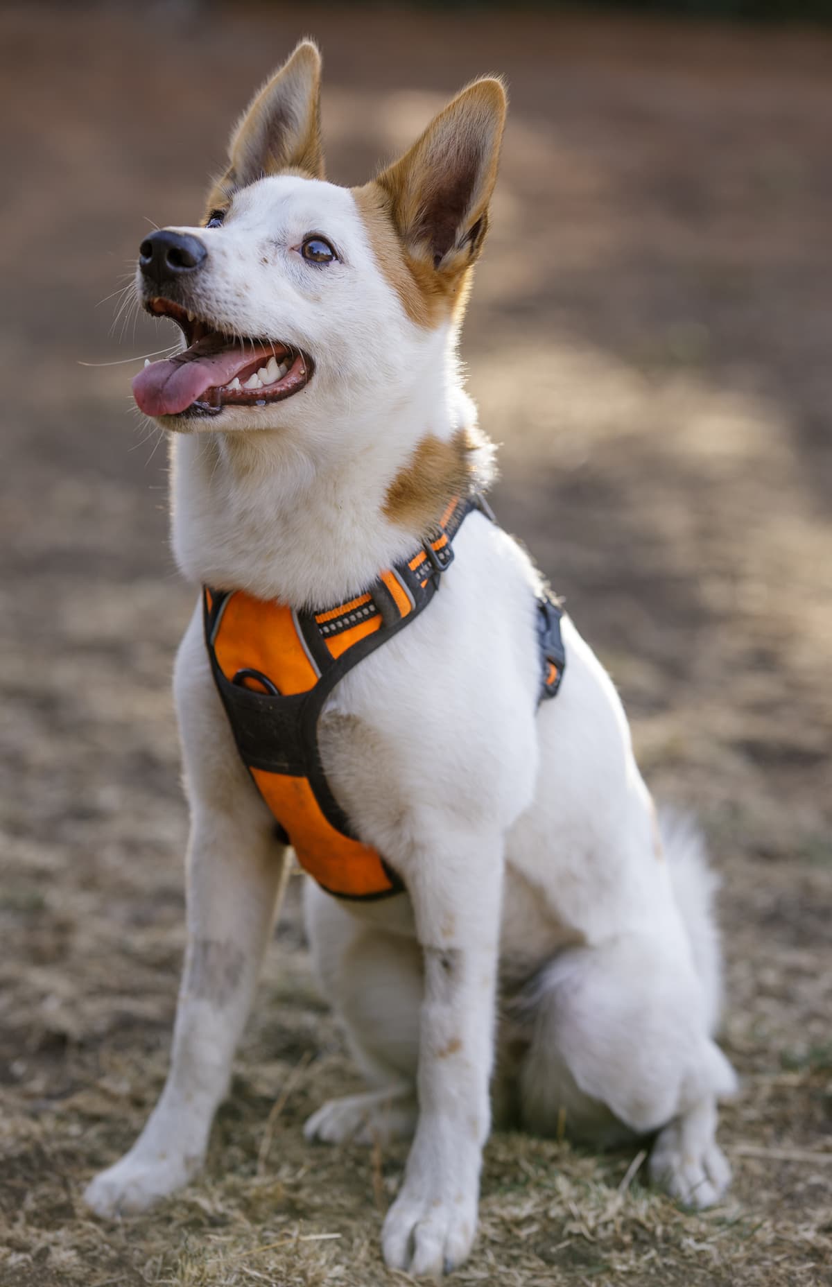 Norbottenspets