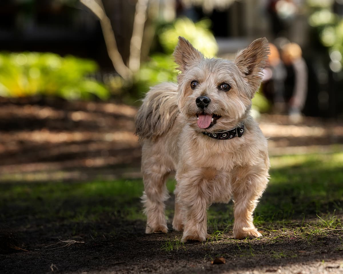 Norwich Terrier with family