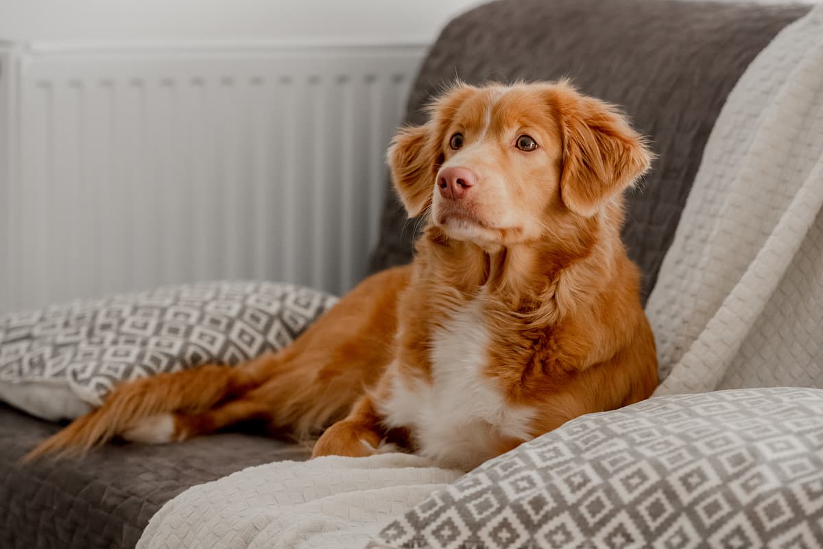 Nova Scotia Duck Tolling Retriever
