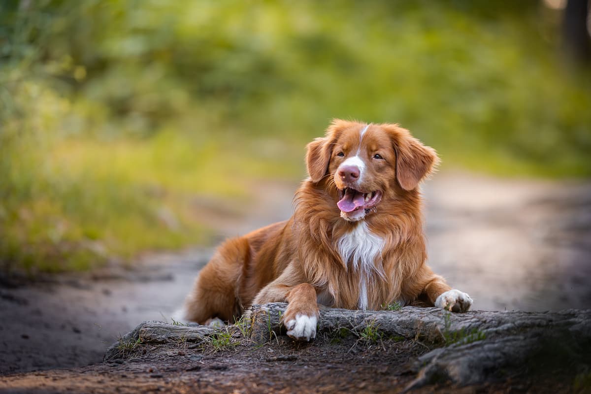 Nova Scotia Duck Tolling Retriever playing