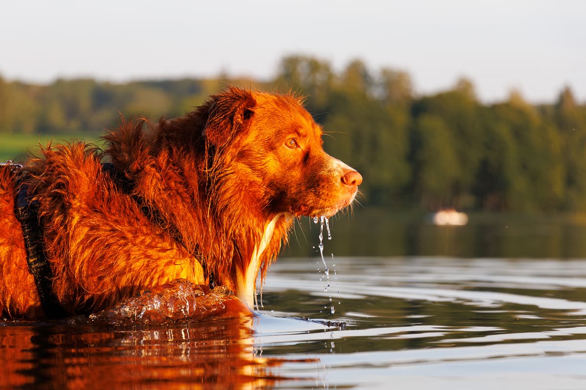 Nova Scotia Duck Tolling Retriever with family