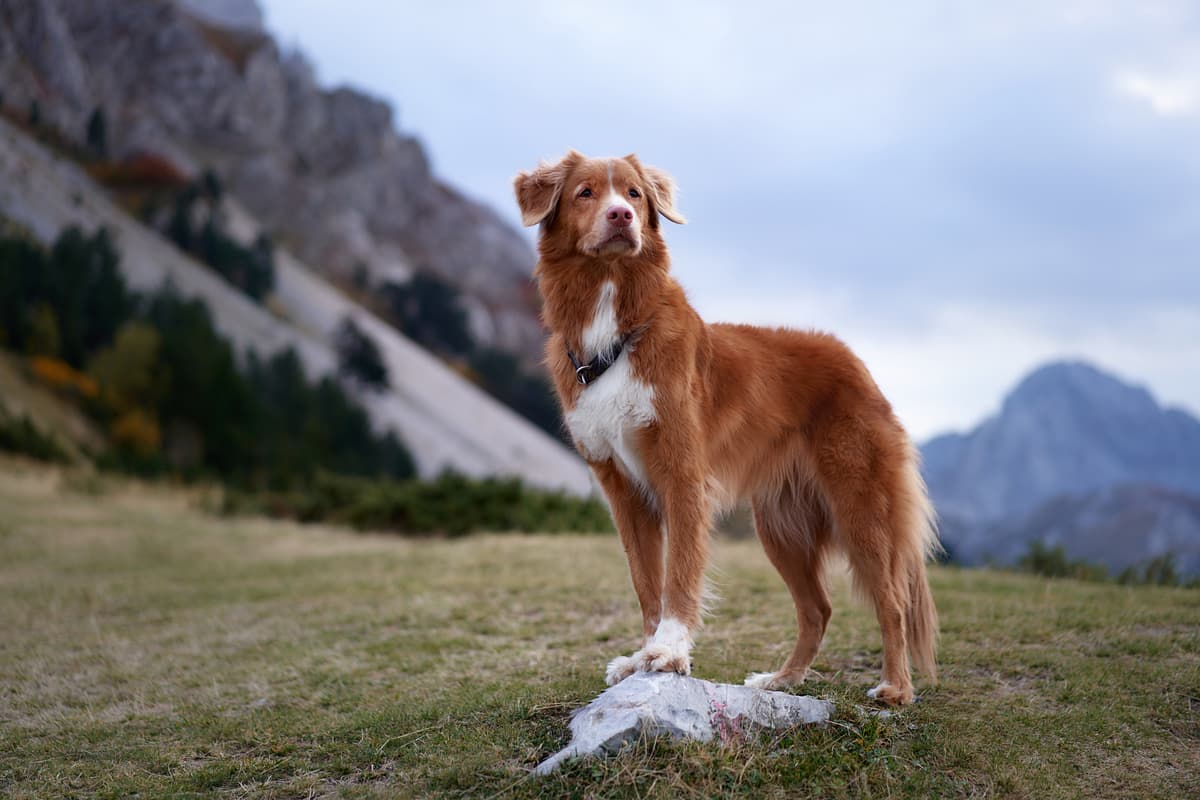 Nova Scotia Duck Tolling Retriever