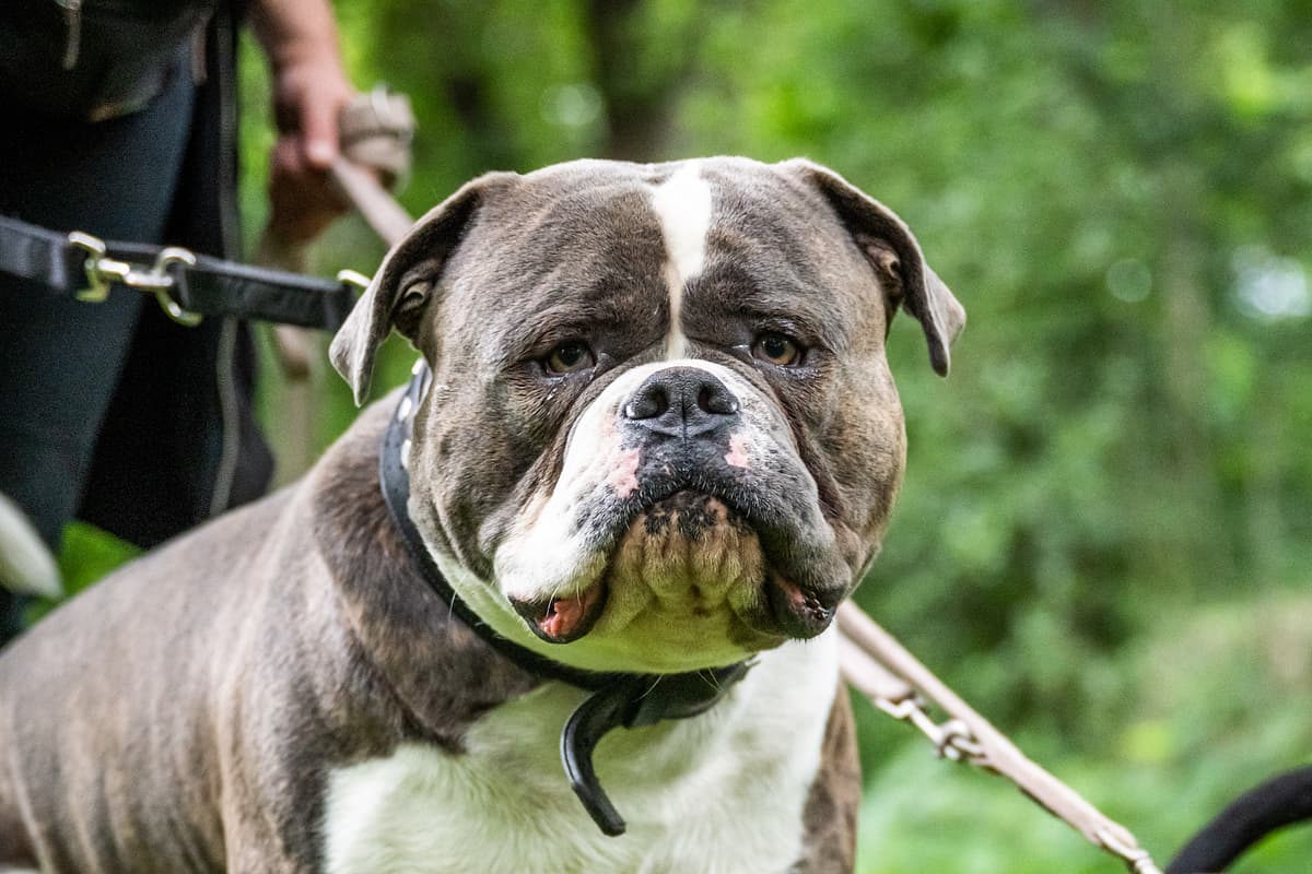 Old English Bulldog playing
