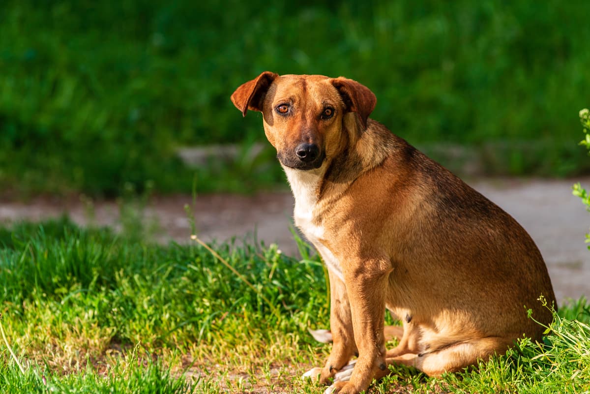 Austrian Shorthaired Pinscher